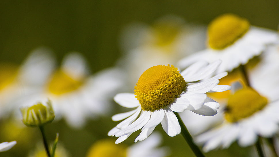 white Daisy flowers in bloom close-up photo HD wallpaper