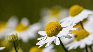 white Daisy flowers in bloom close-up photo
