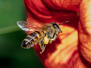 honeybee hovering into orange petaled flower closeup photography, woking