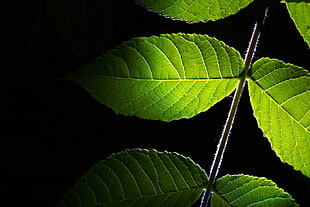 close-up photo of green serrate leaf plant HD wallpaper