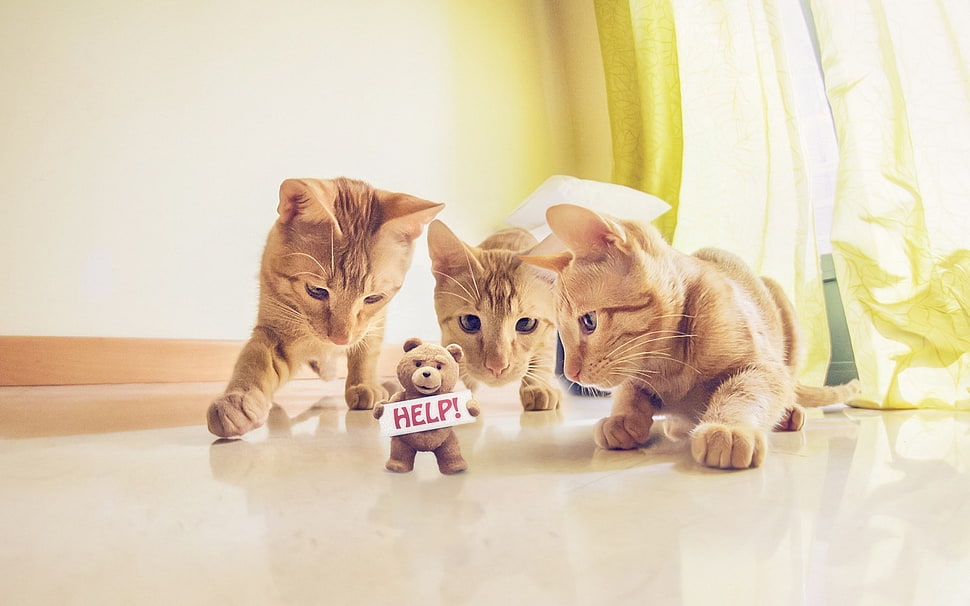 three short-coated orange kittens, cat, humor, feline HD wallpaper