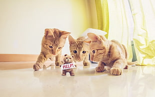 three short-coated orange kittens, cat, humor, feline