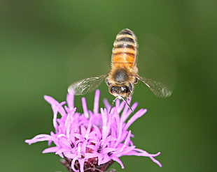 bee on purple flower in auto focus photography