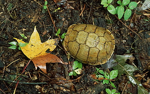 brown turtle on ground