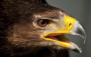 selective focus photo of hawk