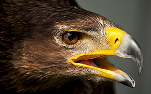 selective focus photo of hawk