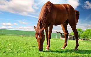 brown horse on a green field during day time