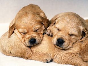 photo of light Golden Retriever puppies HD wallpaper
