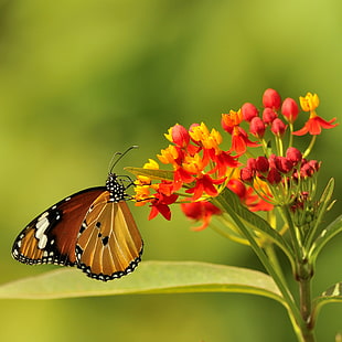 close up photo of Monarch butterfly on red and yellow flowers