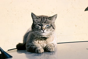 gray cat, cat, Russia HD wallpaper