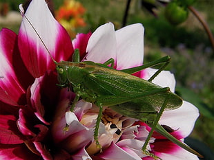green grasshopper on pink and white petaled flower