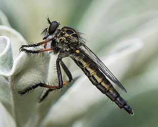 black Hoverfly perched on white petaled flower, robber fly