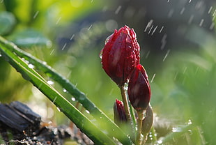 photography of red flower bud