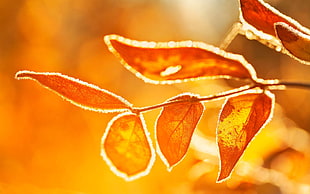 orange plant leaves, nature, orange, leaves, sunlight HD wallpaper