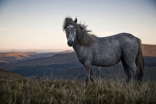 gray stallion on green grass