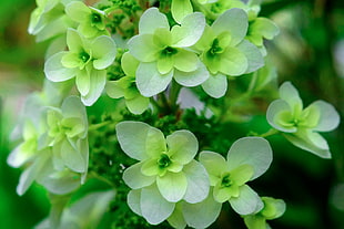 bokeh shot of green flowers, hydrangea quercifolia