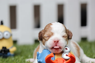white and brown short coated puppy near minion