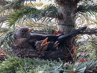 black birds and chicks on birds nest