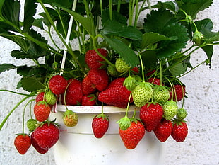 green and red Strawberry