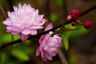 pink petaled flowers in closeup photography, prunus