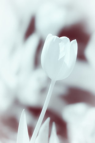 selective focus photography of white tulip, tulips HD wallpaper