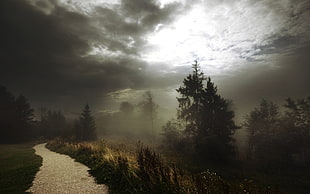 green pine trees, nature, clouds, sunlight, trees