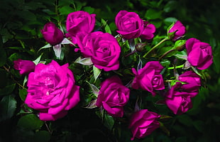 closeup photo of pink flowers