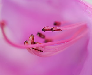 macro shot photography of pink hibiscus HD wallpaper