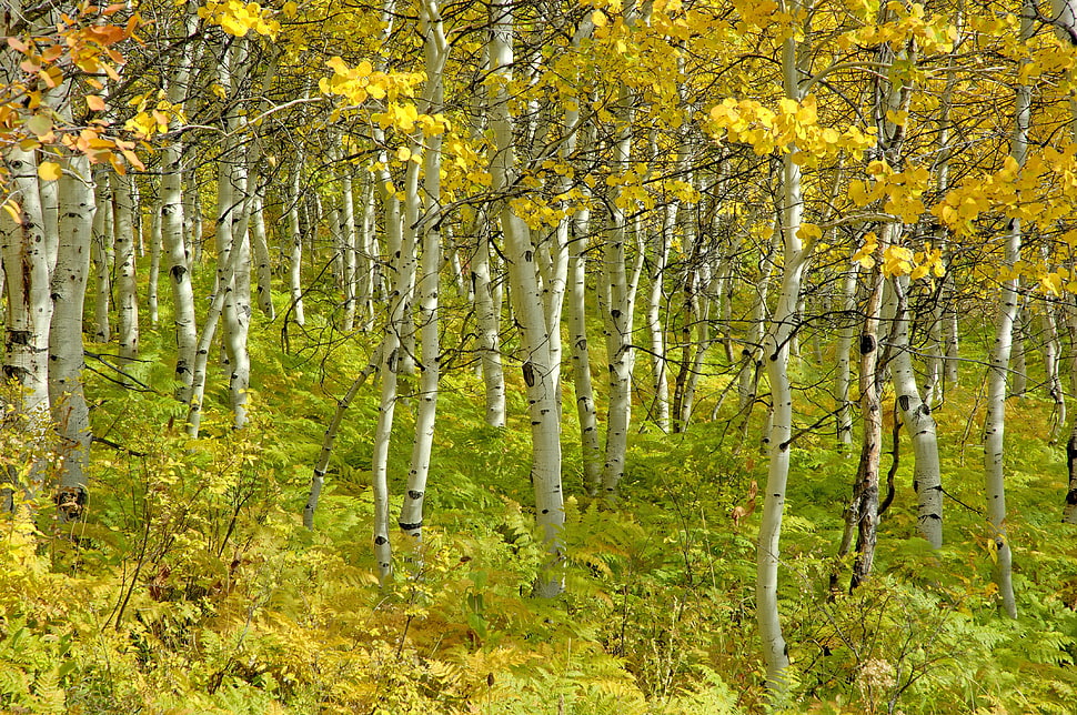 bloomed yellow leaf trees during daytime HD wallpaper