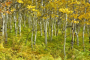 bloomed yellow leaf trees during daytime HD wallpaper