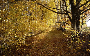 yellow trees in the middle forest during daytime