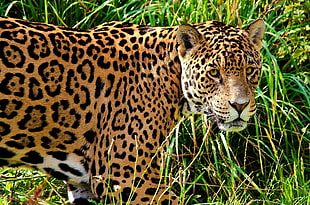 adult Leopard close-up photo