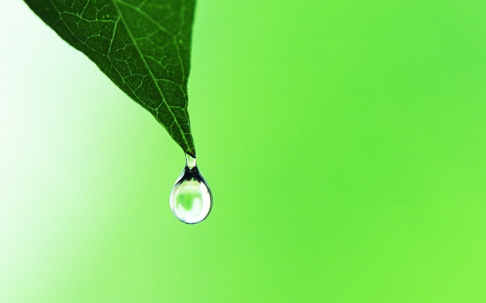 green leaf plant with water drop HD wallpaper