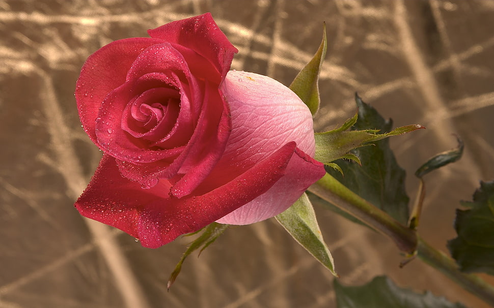 red Rose flower HD wallpaper