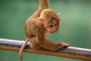 brown monkey