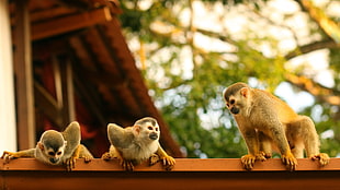 three gray monkeys on top of brown roof