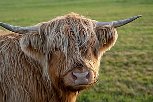 close up photo of brown yak