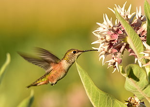 shallow focus photography of humming bird and flower, rufous hummingbird, seedskadee national wildlife refuge HD wallpaper