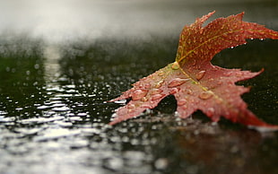 red maple leaf, nature, rain, leaves