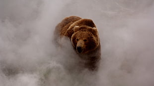 brown bear, animals, mist, nature, bears HD wallpaper