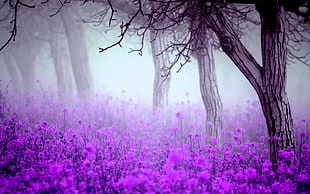 purple petaled flowers, flowers, trees, mist, nature HD wallpaper