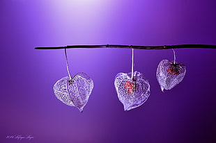 three heart shaped leaf during night time HD wallpaper