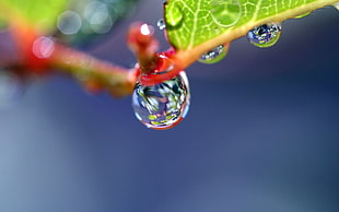 water droplet macro shot shallow focus photo