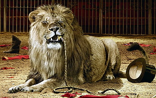 brown lion, lion, cages, circus, eating