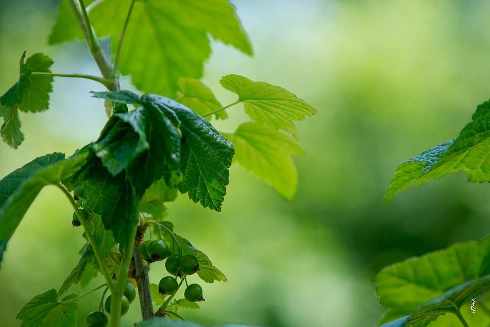 green leaf plant HD wallpaper