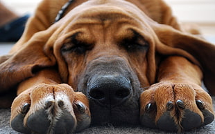 closeup photo of Bloodhound prone lying inside the room