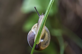 close-up photo of gray snail on green leaf