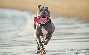 Pit bull running on gray sand