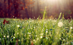 selective focus photography of green grass