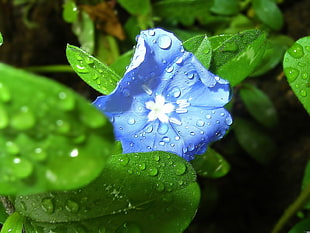 blue petaled flower with dewdrops